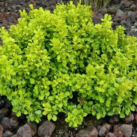 Shop the Tiny Gold Japanese Barberry | ShrubHub Nursery