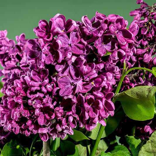 Bloomerang Dark Purple Lilac image