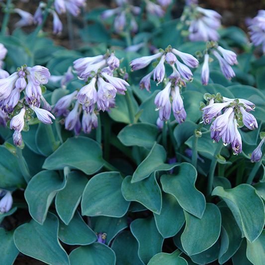 Blue Mouse Ears Hosta image
