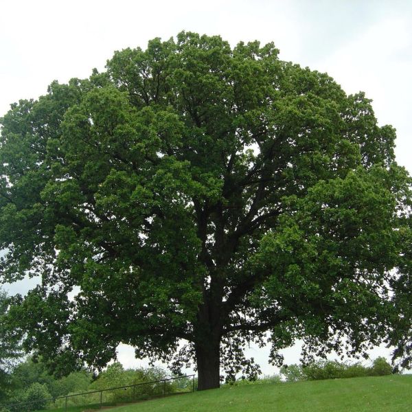 Bur Oak Tree image