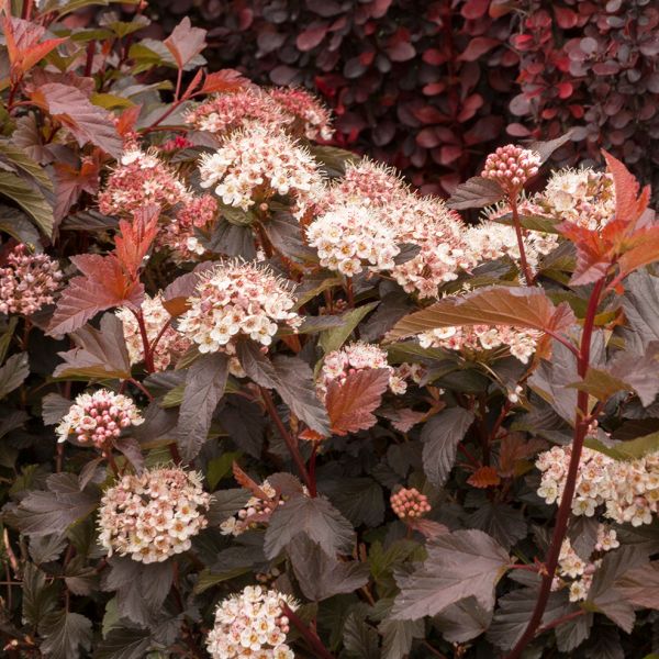 Shop the Coppertina Ninebark | ShrubHub Nursery