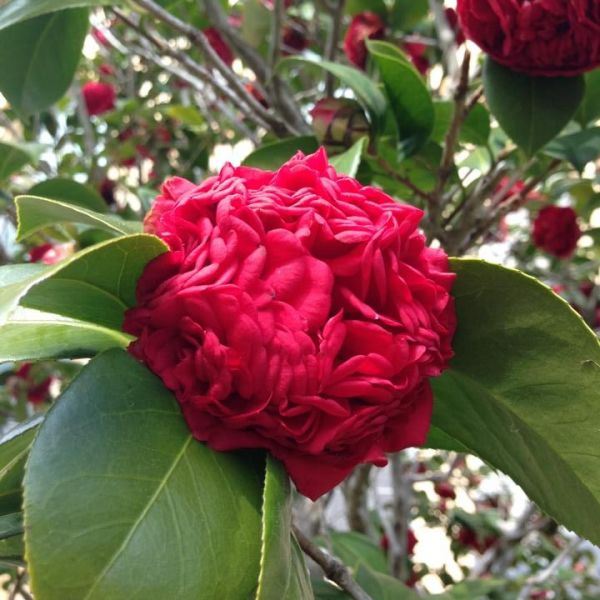 Shop the Professor Sargent Japanese Camellia | ShrubHub Nursery