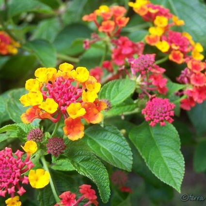 Shop the Confetti Lantana | ShrubHub Nursery