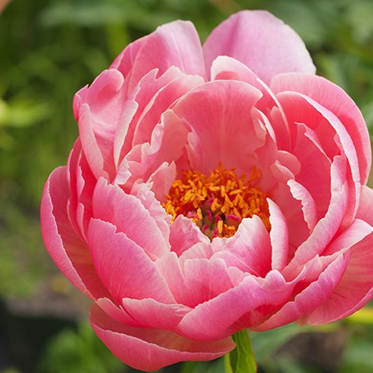 Coral Charm Peony image