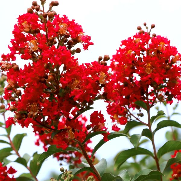 Crepe Myrtle Bellini Strawberry image