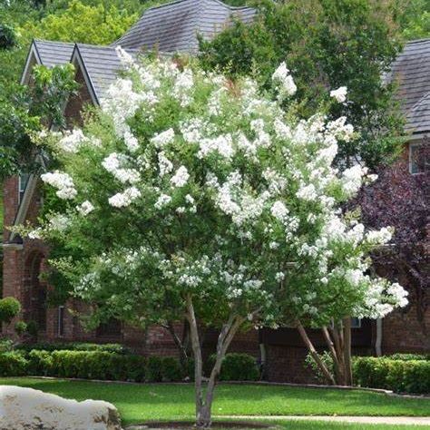 Shop the Crape Myrtle | ShrubHub Nursery