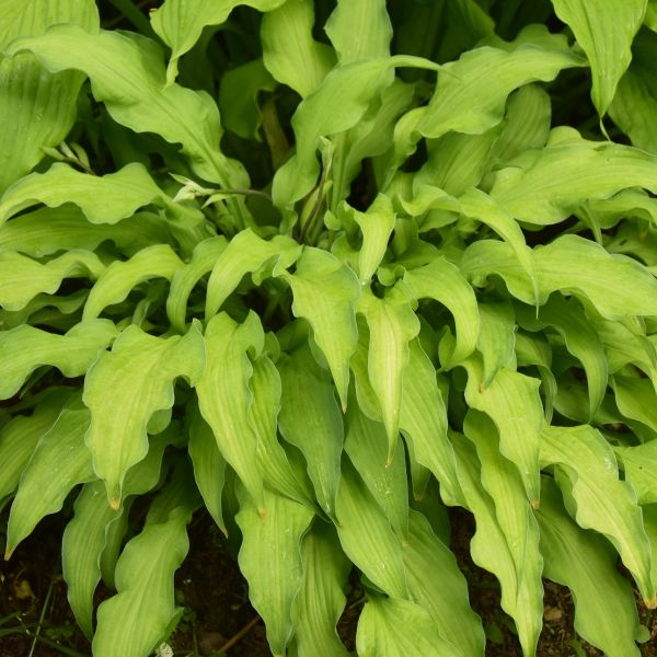 Curly Fries Hosta image