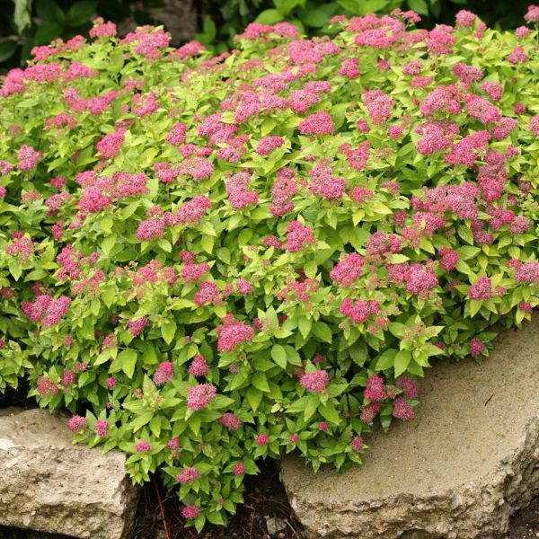 Double Play Gold Spirea image