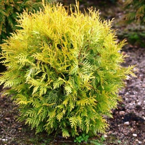 Shop the Golden Globe Arborvitae | ShrubHub Nursery