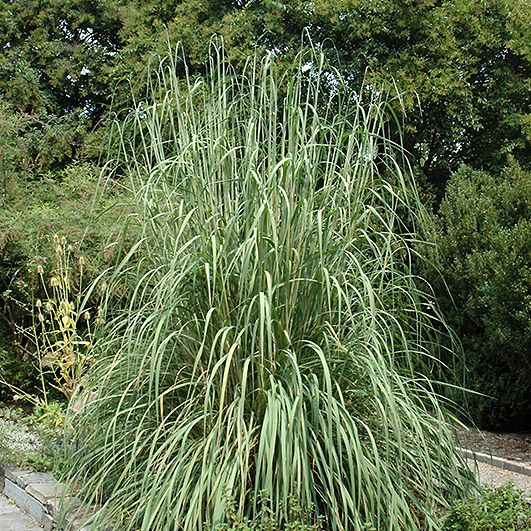 Shop the Hardy Pampas Grass | ShrubHub Nursery