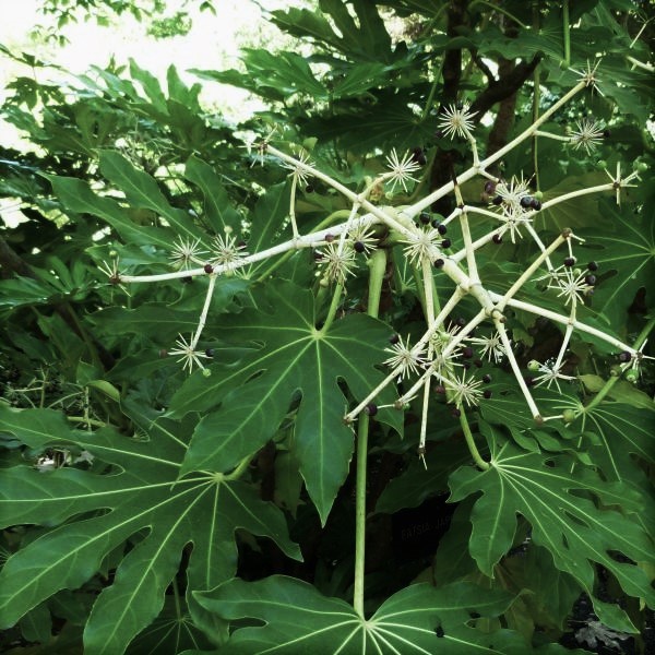 Fatsia Japonica image