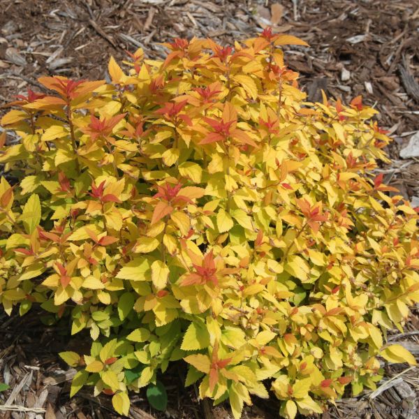 Double Play Candy Corn Spirea image