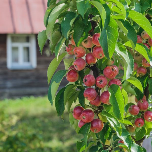 Stunning Scarlet Sentinel Columnar Apple Tree: Perfect for Small ...