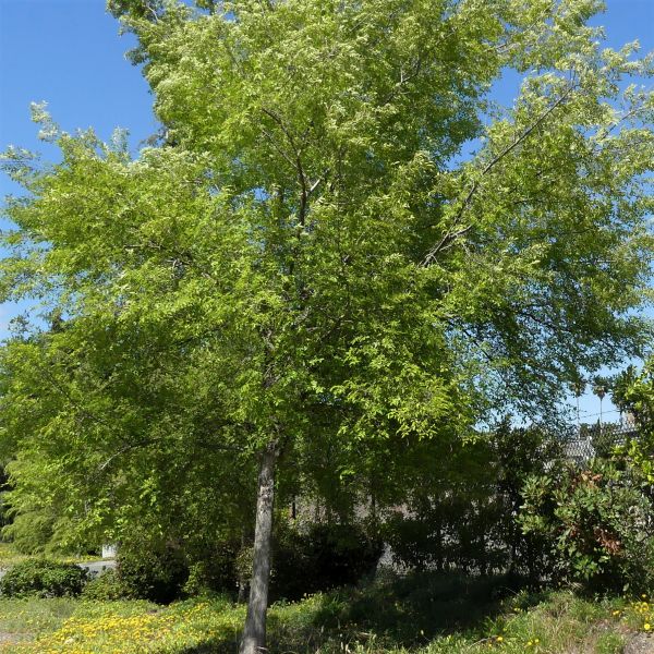 Bosque Elm Tree (Ulmus parvifolia ‘UPMTF’) - Features, Benefits and ...