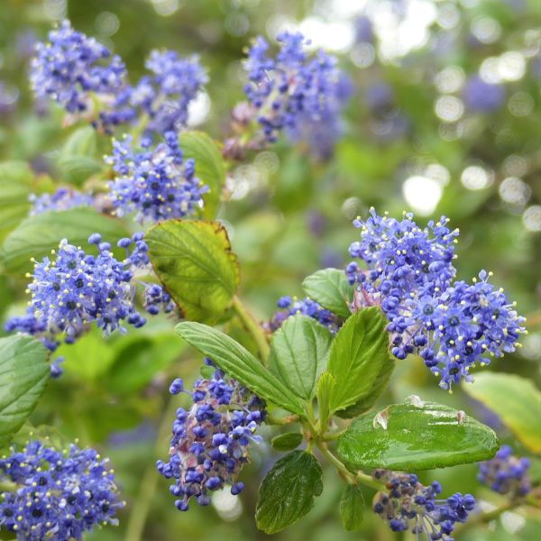 Blue Skies® Lilac, Syringa vulgaris 'Monore', Monrovia Plant