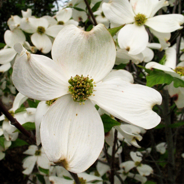 Cherokee Princess Dogwood image