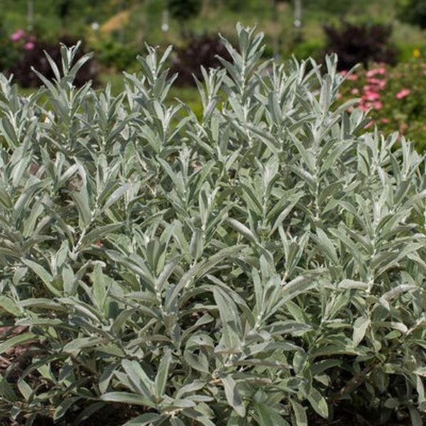 Iceberg Alley Sageleaf Willow Salix Candida Jefberg Hardy Shrub   10002424 0004 