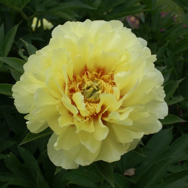 Bartzella Itoh Peony image