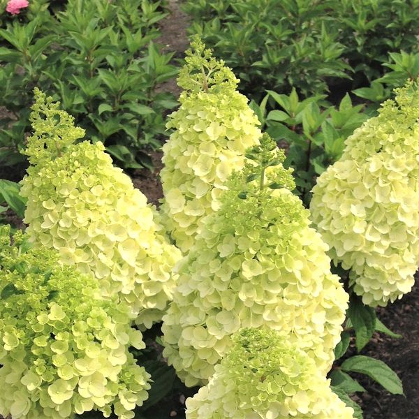 Moonrock Hydrangea image