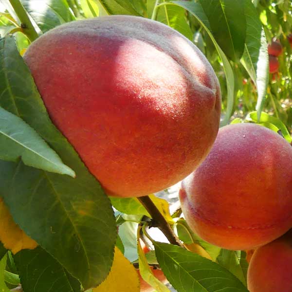 Canadian Harmony Peach Tree image