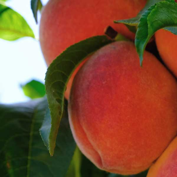 Vivid Peach Tree image