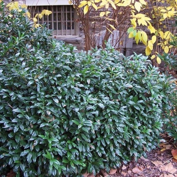 Chestnut Hill Cherry Laurel image