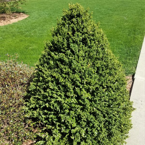 Green Mountain Boxwood Cone Topiary image