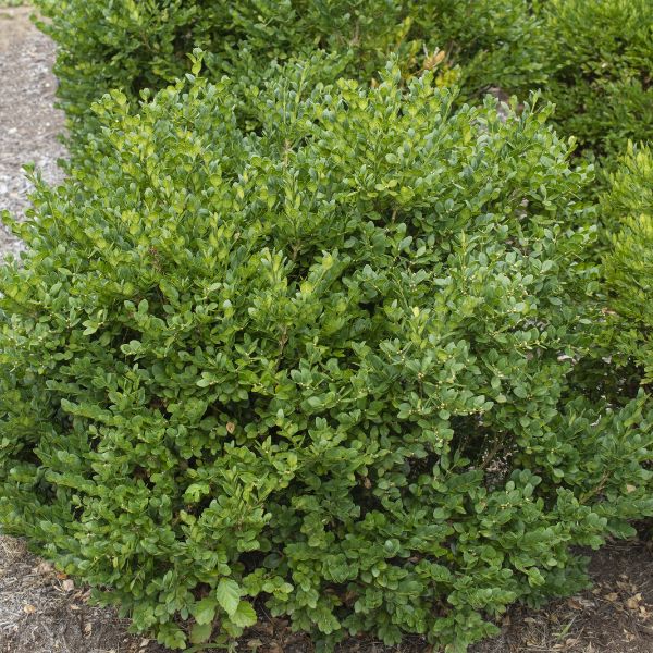 Gordo Boxwood image