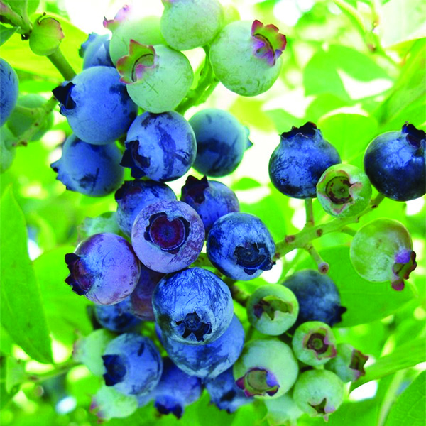 jersey blueberry bush high