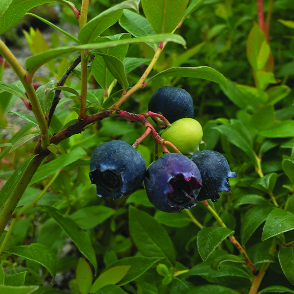 Star Blueberry image