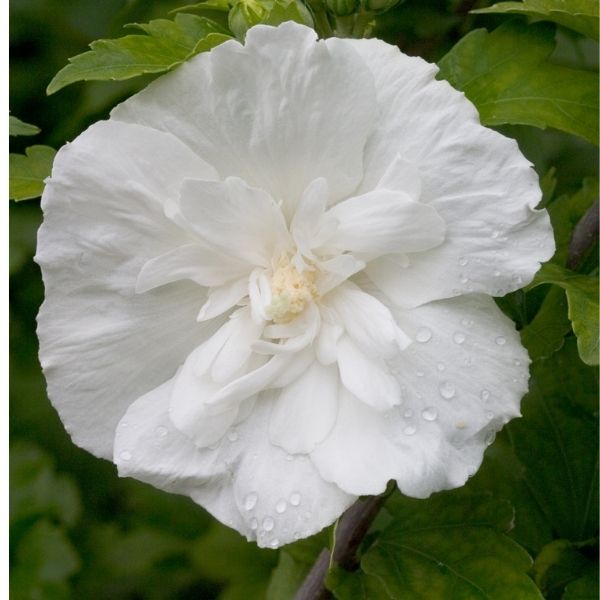 White Chiffon Rose Of Sharon Tree Form Hibiscus Syriacus Notwoodtwo