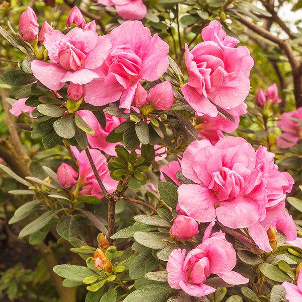 Rosebud Azalea (Rhododendron 'Rosebud') - Stunning Blooms for Every ...