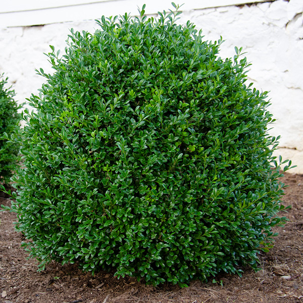 NewGen Independence Boxwood image