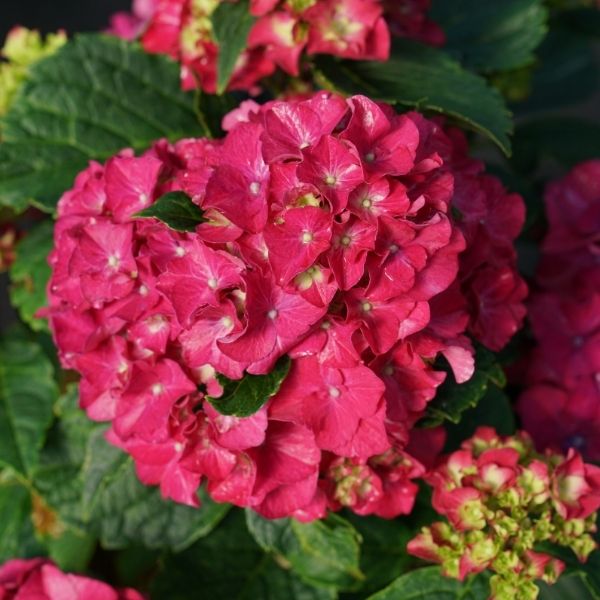 Wee Bit Grumpy Hydrangea image