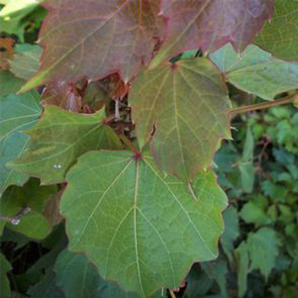 GoGardenNow - The Gardening Blog: Jeepers, Creepers! Virginia Creeper and  Boston Ivy