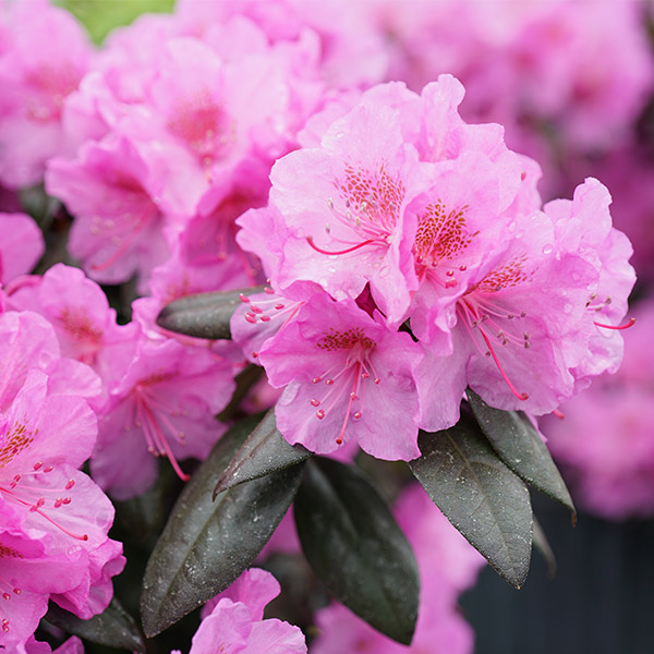 Rhododendron Anah Kruschke – Kilmarnock Nurseries