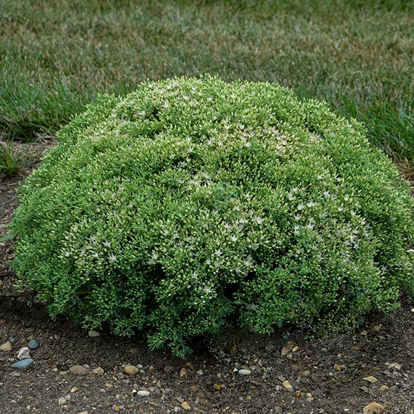 Rock 'N Round Bundle of Joy Sedum image