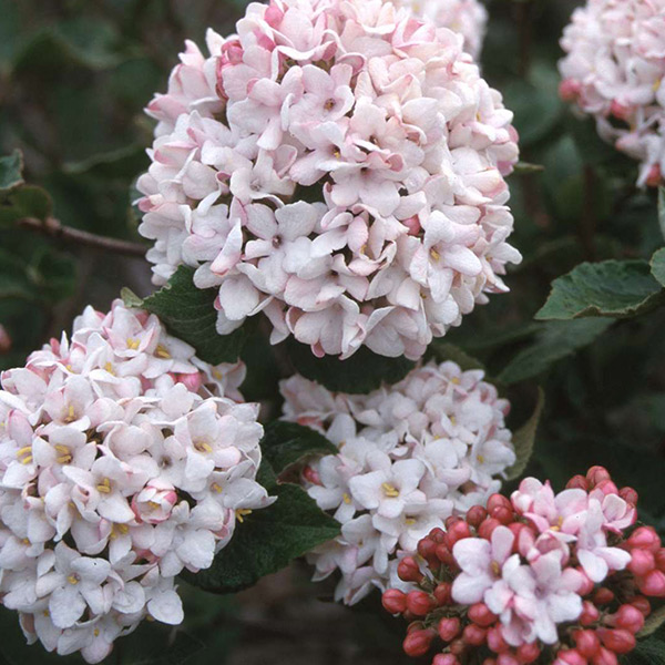 Cayuga Viburnum image