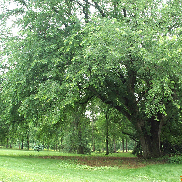 St. Croix American Elm image