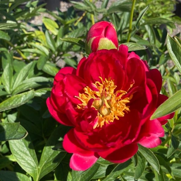 Raspberry Charm Peony image