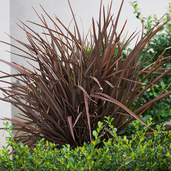 Amazing Red New Zealand Flax image