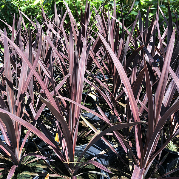 Red Sensation Cordyline image