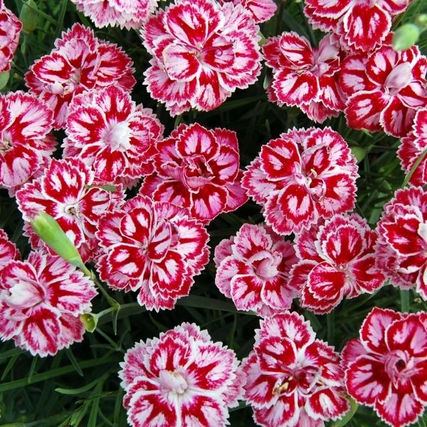 Star Starburst Dianthus image