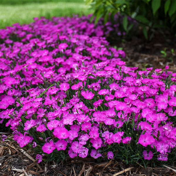 Paint The Town Fuchsia Dianthus image