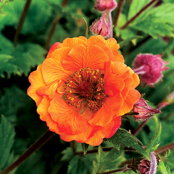 Tempo Orange Geum image