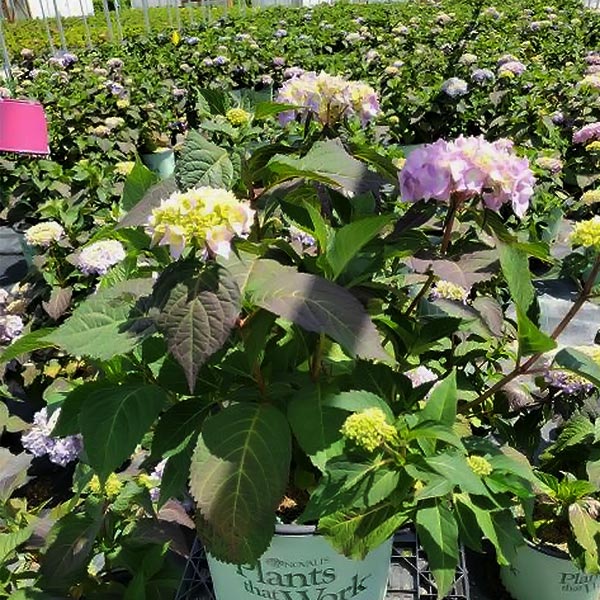 Rock-N-Roll Hydrangea image