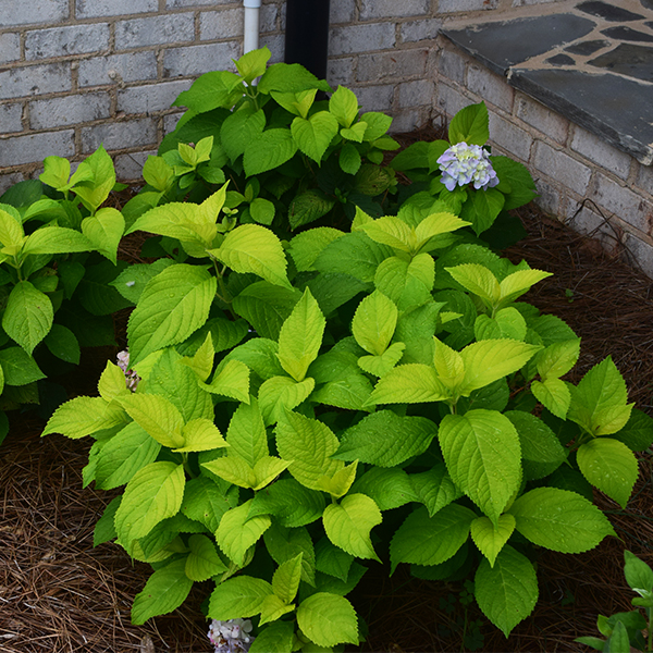 Golden Penny Hydrangea image