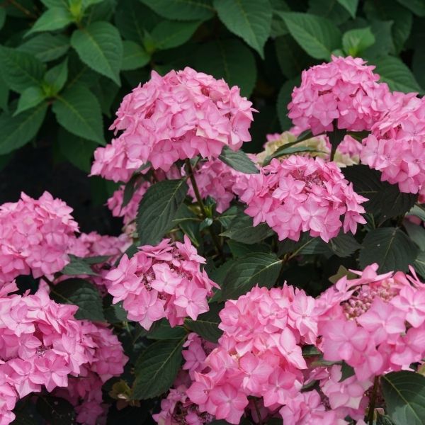 Let's Dance Can Do Hydrangea - Stunning Hydrangea Macrophylla with ...