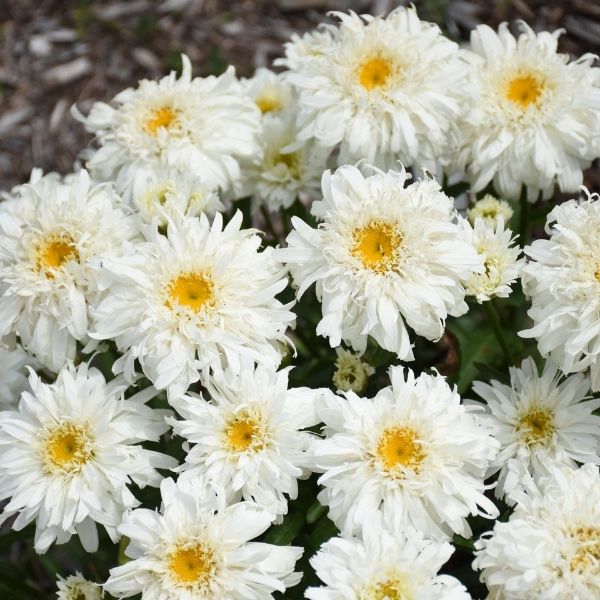 Marshmallow Shasta Daisy image