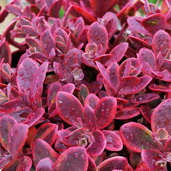 red sedum ground cover plants
